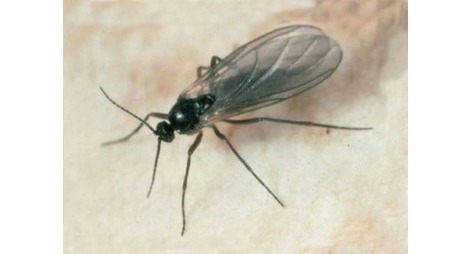 7 remèdes maison contre les petites mouches dans le terreau