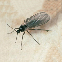 Nématodes contre les mouches des terreaux - Décamp - Bonheur Bio